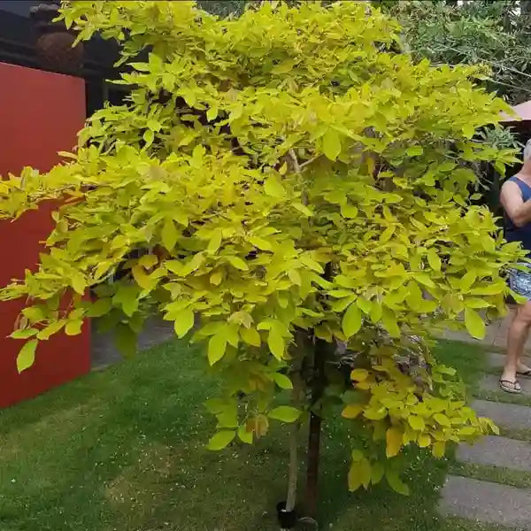 Dendrolobium umbellatum Aurea, Yellow Desmodium - Rare