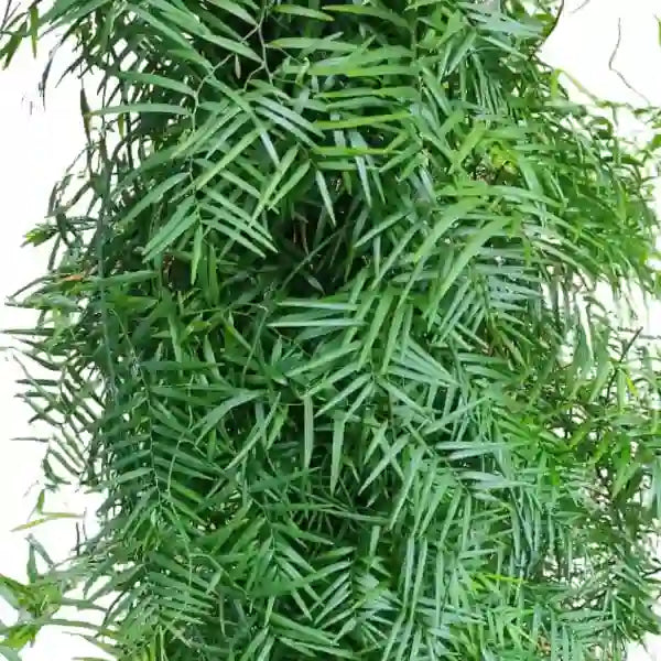 Creeping Bamboo - Climbing Bamboo Plant - Rare