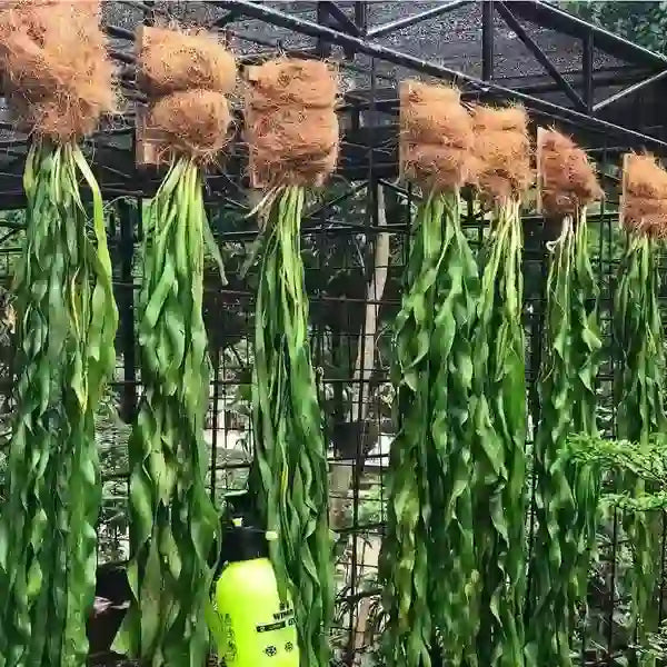 Ophioglossum Pendulum Fern | Ophioglossaceae Fern - Rare