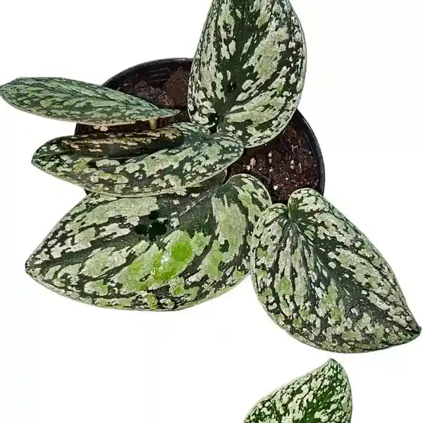 Scindapsus Tricolor - Rare