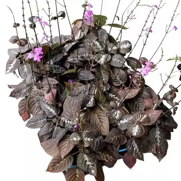 Pseuderanthemum Alatum Chocolate Plant - Rare