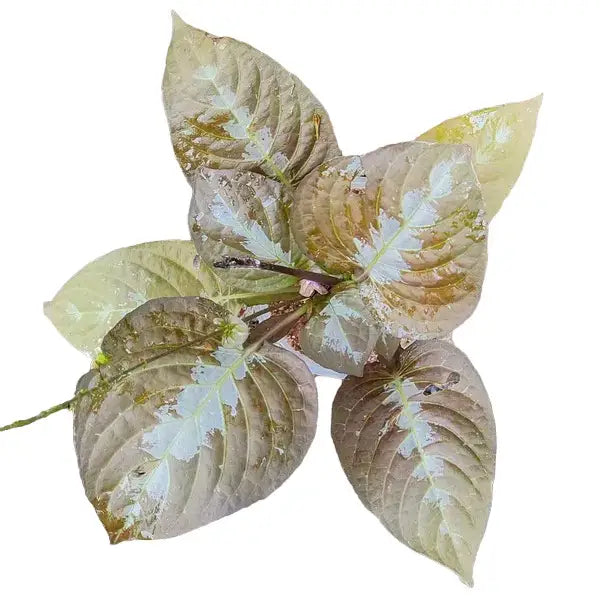 Pseuderanthemum Alatum Chocolate Plant - Rare