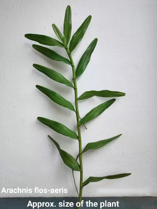 Arachnis flos-aeris orchid