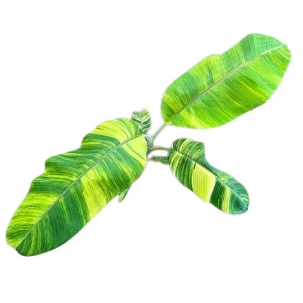 MUSA BANANA " ICE CREAM VARIEGATED- Rare