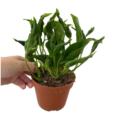 Sleeping Pothos, Epipremnum Aureum - Rare