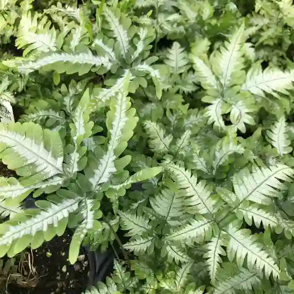 Pteris argyraea – Silver Brake Fern - Super Rare
