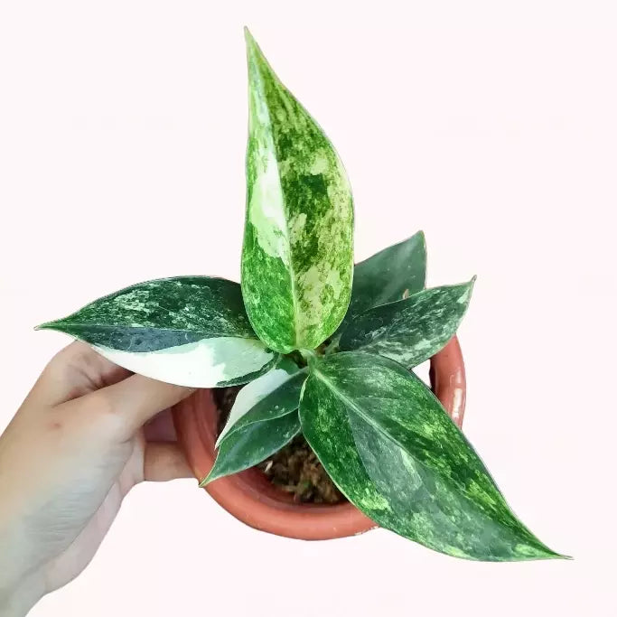 Aglaonema Siam Jade Variegated- Rare Plants