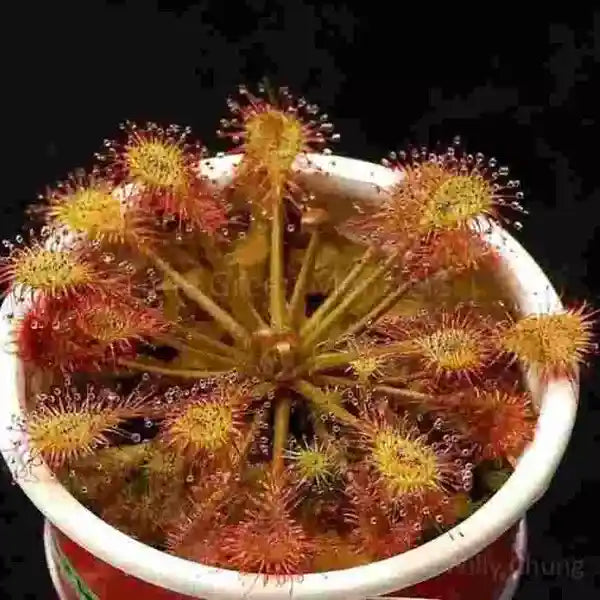 Paradoxa Beleziana SP - Rare