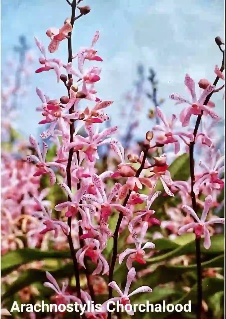 Arachnostylis Chorchalood Orchid