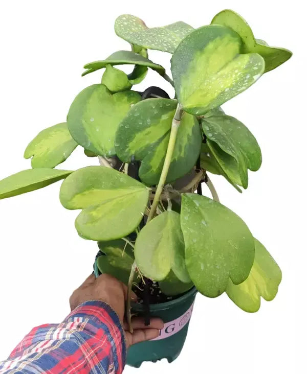 Hoya Kerrii 'Variegated' - Big Bushyplant