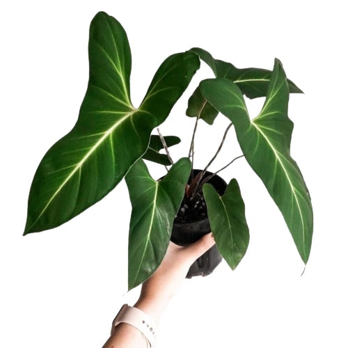 Adelonema Yanamonoensis (Big Plant) - Rare Plants