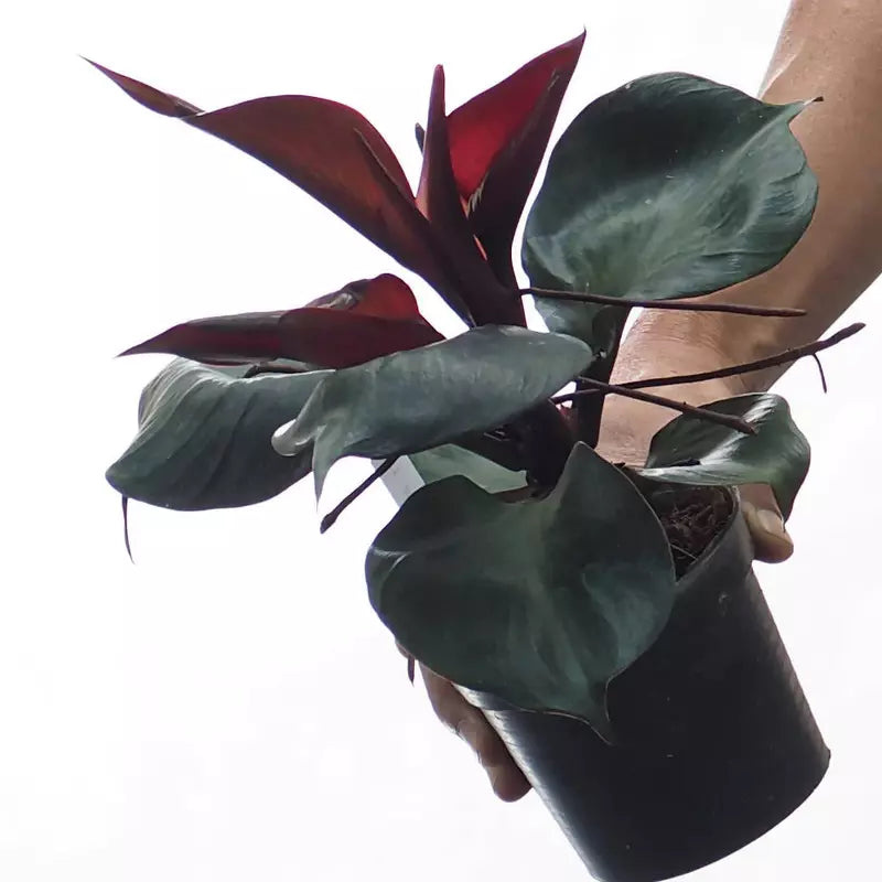 Philodendron Red Heart - Rare