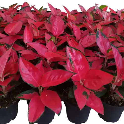 Aglaonema Suksom Jaipong Red