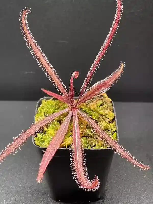 Drosera Adeale - RARE
