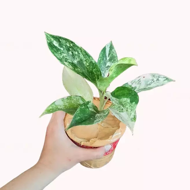 Aglaonema Siam Jade Variegated- Rare Plants