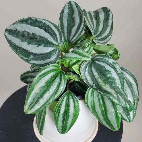 Sweetheart Peperomia ( Peperomia verschaffeltii )