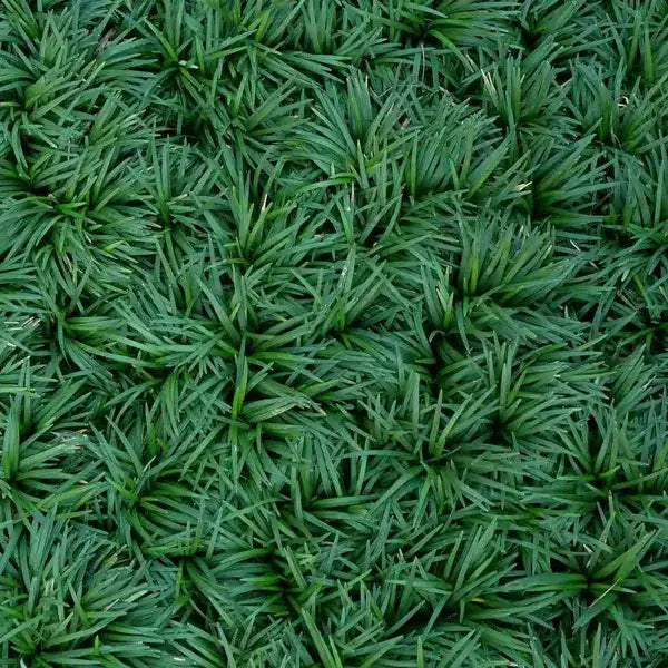 Dwarf Mondo Grass