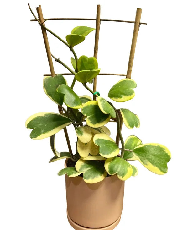 Hoya Kerrii 'Variegated' - Big Bushyplant