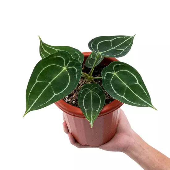 ANTHURIUM FORGETII - Rare