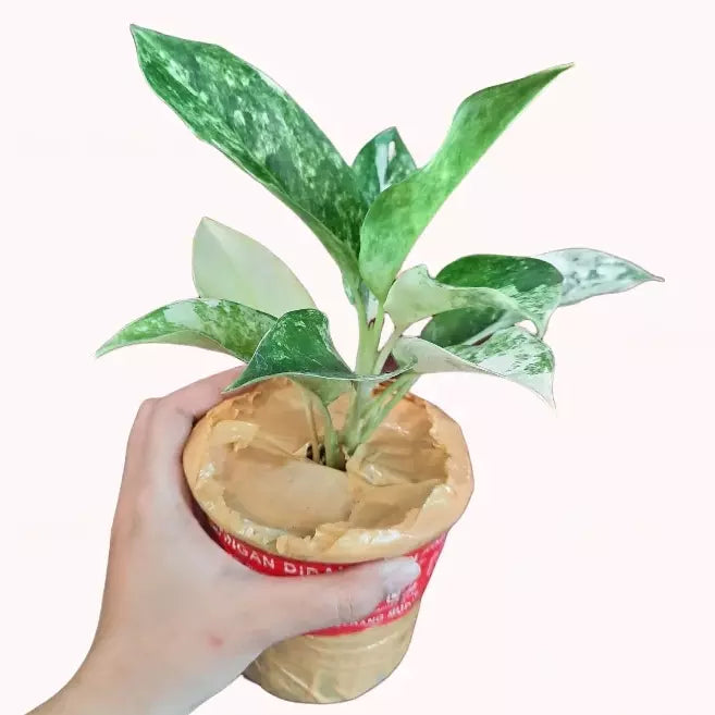 Aglaonema Siam Jade Variegated- Rare Plants