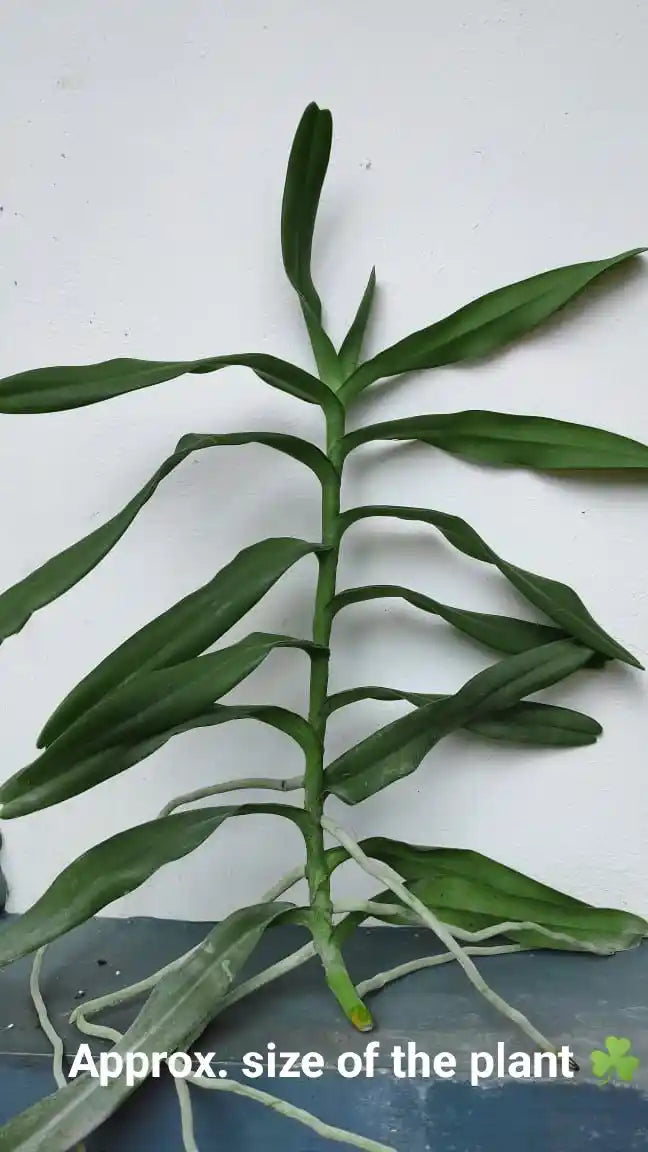Arachnostylis Chorchalood Orchid