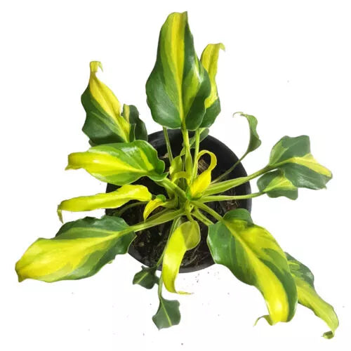 Philodendron Xanadu Yellow Variegated - Bushy Plant