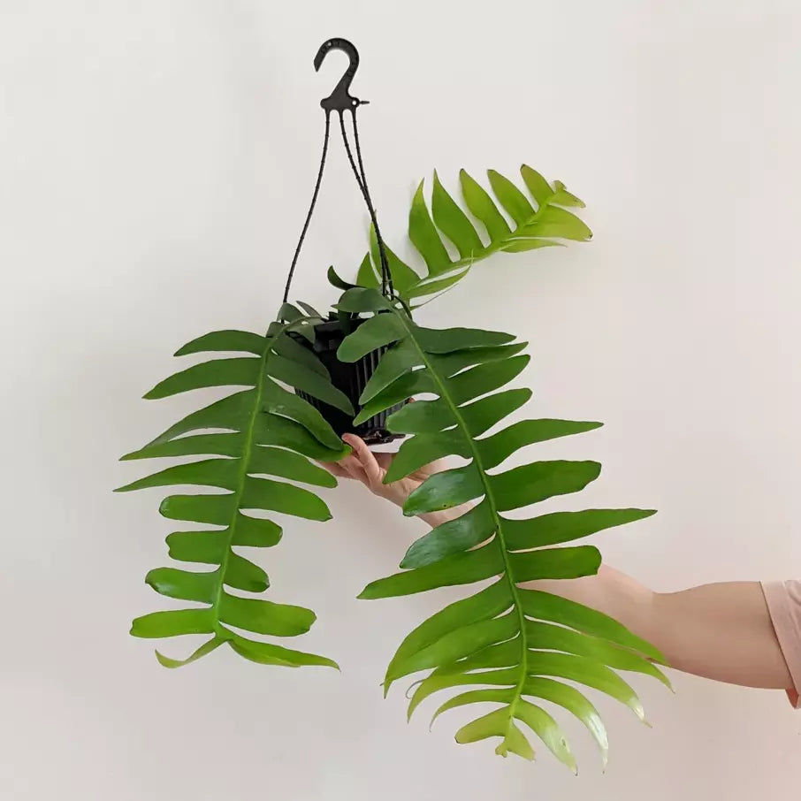Selenicereus Chrysocardium (Fern Leaf Cactus) - Multiple Branches