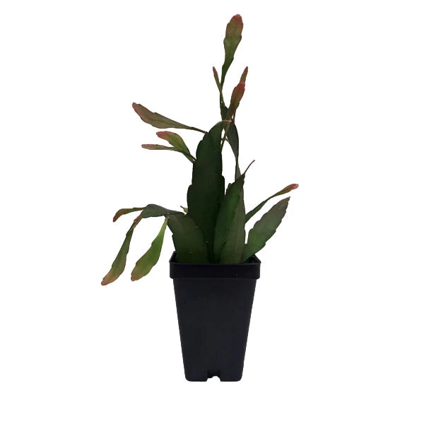 Pseudorhipsalis Ramulosa, Red Mistletoe Cactus