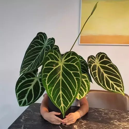 Anthurium Crystallinum ‘Black Crystal'