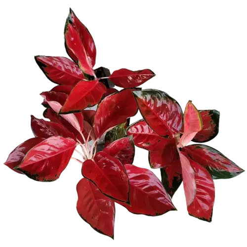 Aglaonema Suksom Jaipong Red