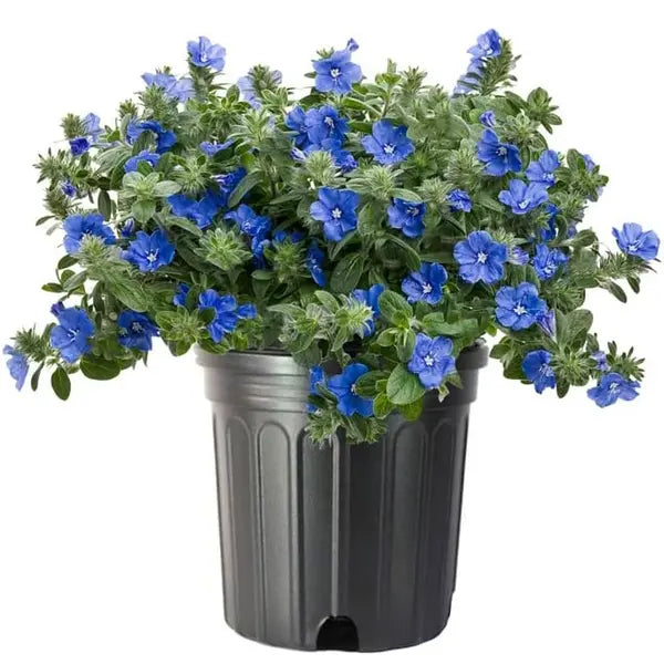 Blue Daze, Evolvulus glomeratus, Dwarf Morning Glory