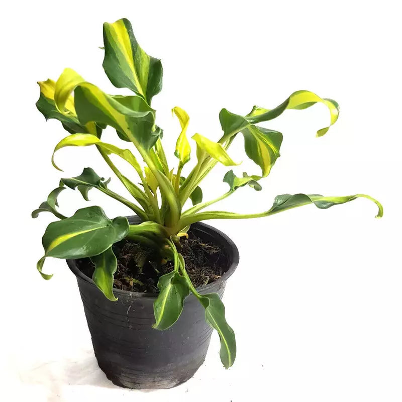 Philodendron Xanadu Yellow Variegated - Bushy Plant