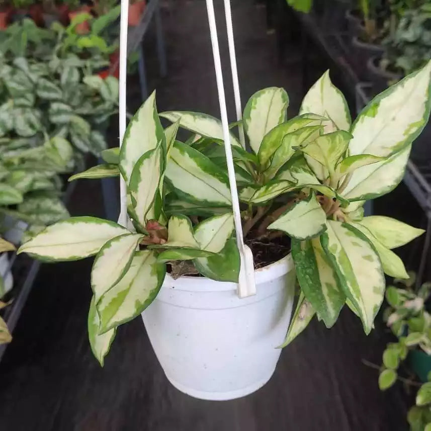 Hoya Carnosa ‘Tricolor’ - Rare