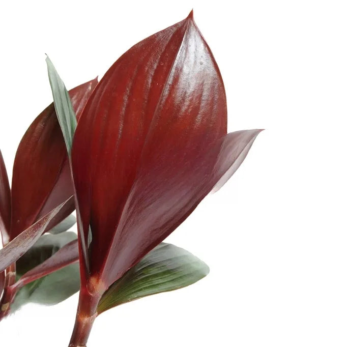 Costus Erythrophyllus Rubra 'Oxblood Ginger' - Rare