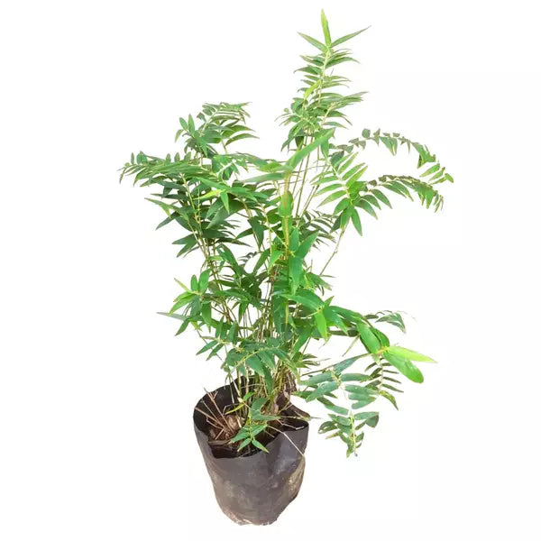 Miniature Dwarf Bamboo Plant | Sasa Pygmaea | Pleioblastus Pygmaeus plant