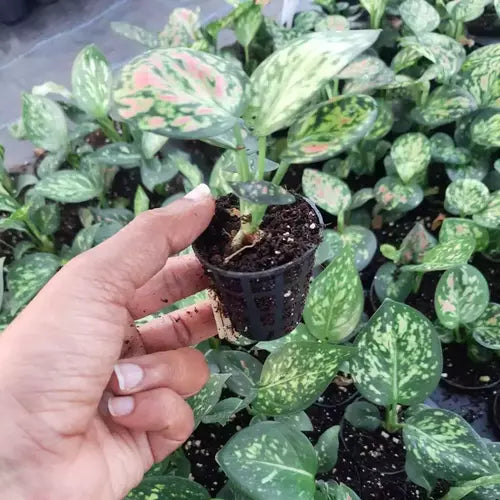 Aglaonema Anjamani - Juvenile