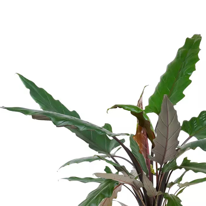 Alocasia Lauterbachiana, Purple Sword Tree (Rare)