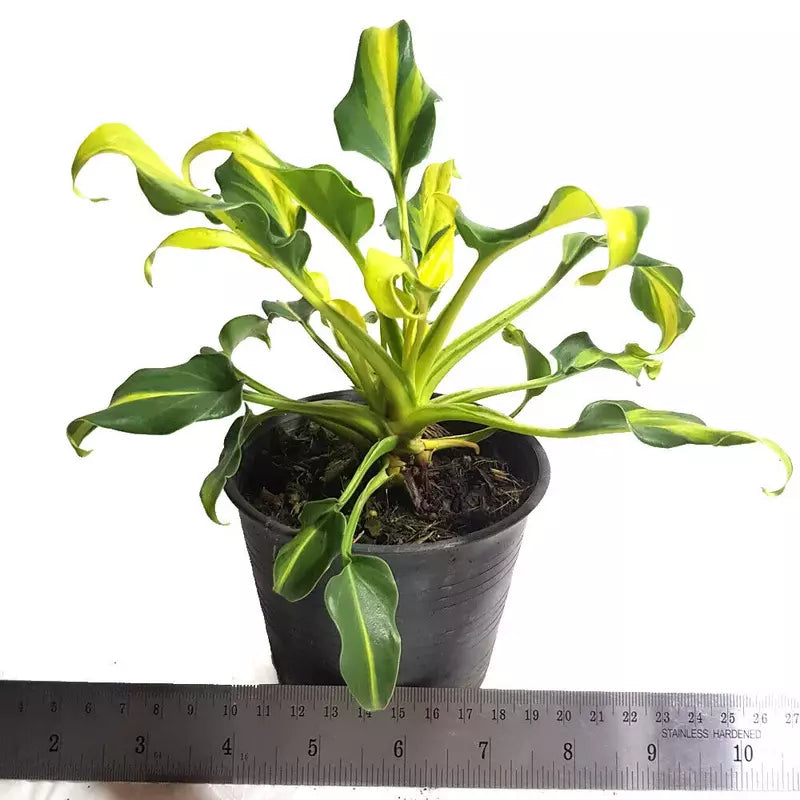 Philodendron Xanadu Yellow Variegated - Bushy Plant