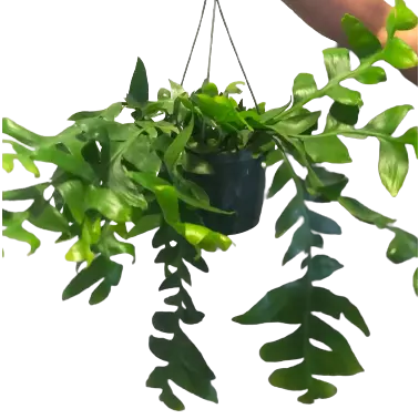 Selenicereus Chrysocardium (Fern Leaf Cactus)