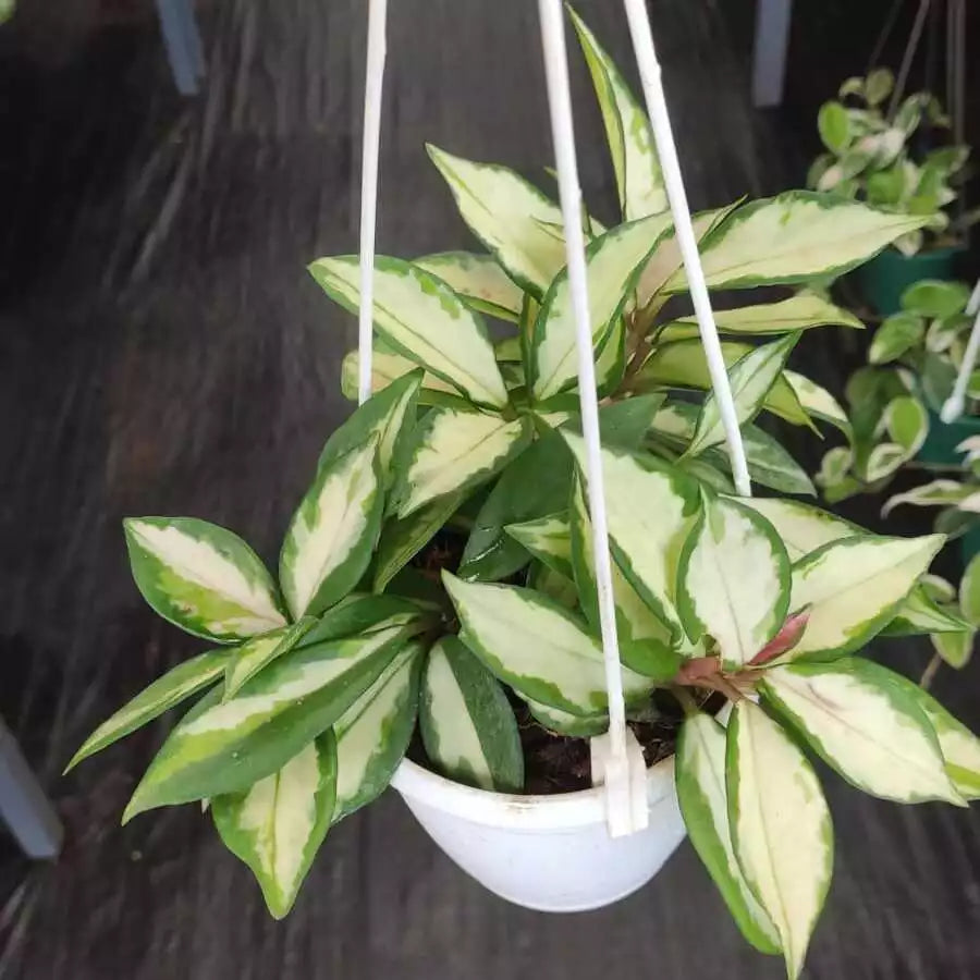 Hoya Carnosa ‘Tricolor’ - Rare