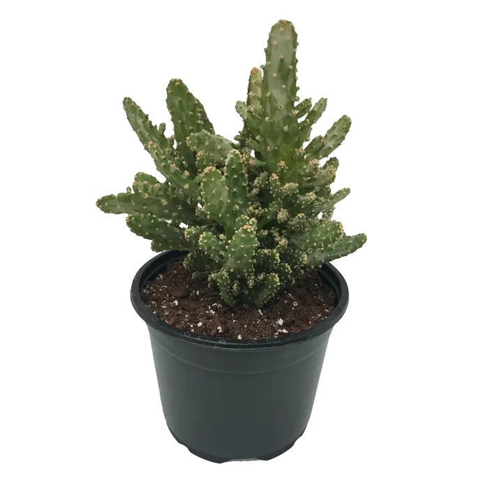 Opuntia Monacantha Cactus plant