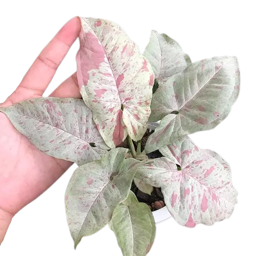 Syngonium 'Pink Spot' - Rare