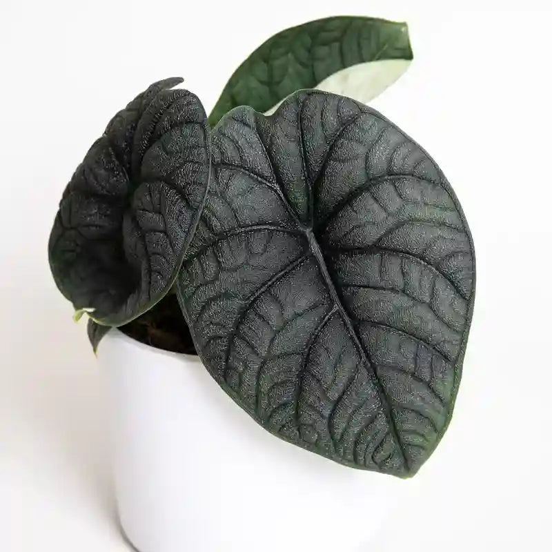 Alocasia Melo- Rare