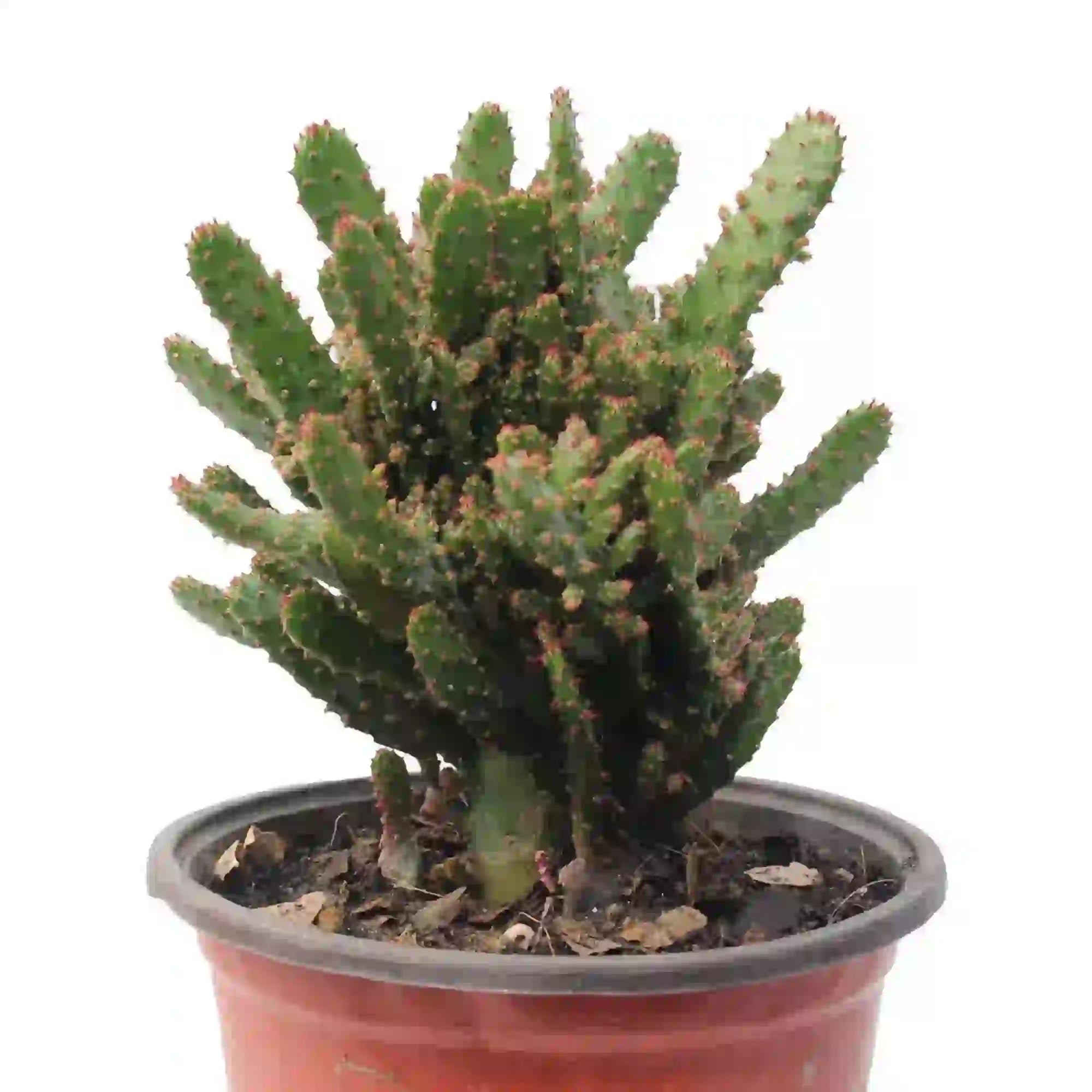 Opuntia Monacantha Cactus plant