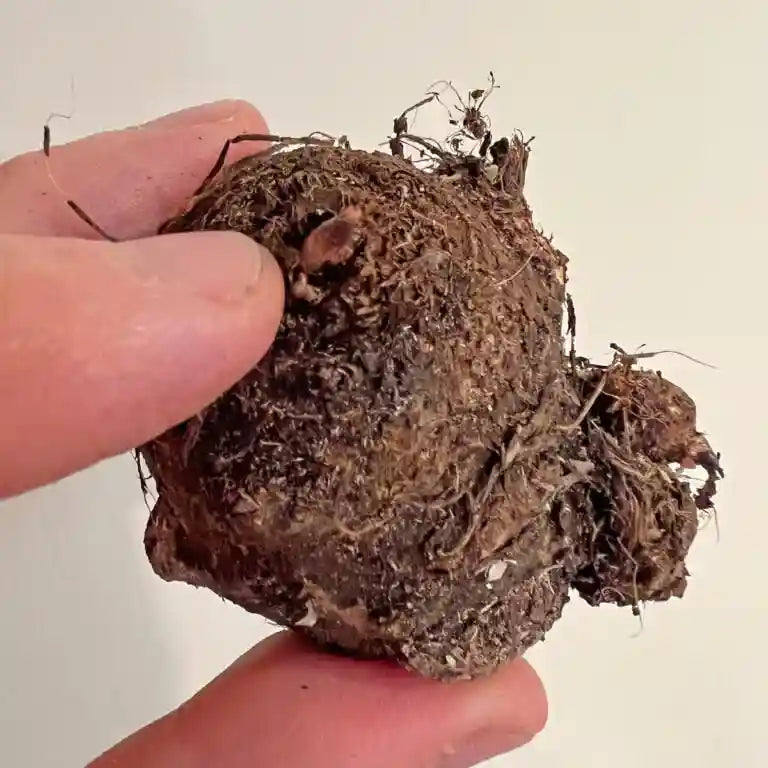 Caladium 'Brandywine' - Tuber