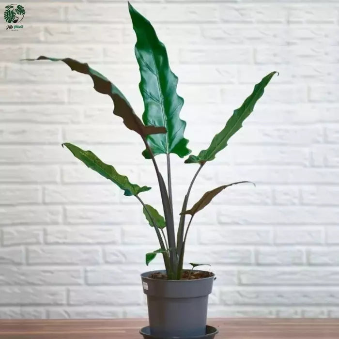 Alocasia Lauterbachiana, Purple Sword Tree (Rare)