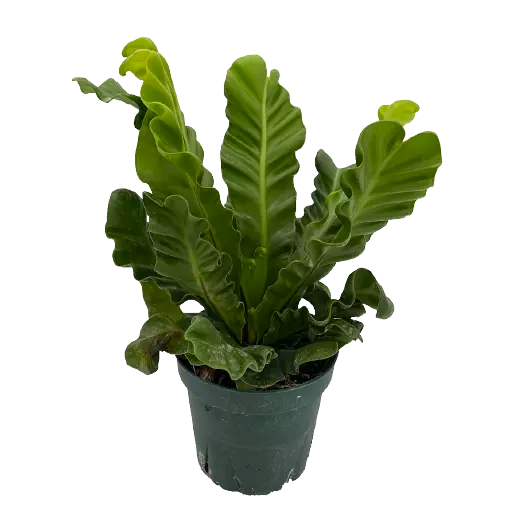 Cobra Fern, Asplenium Nidus - Rare