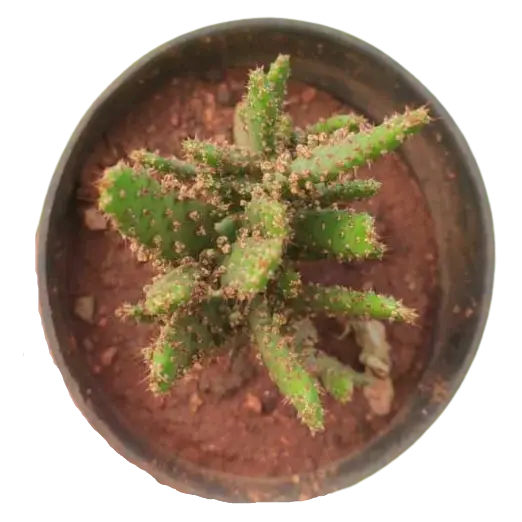 Opuntia Monacantha Cactus plant