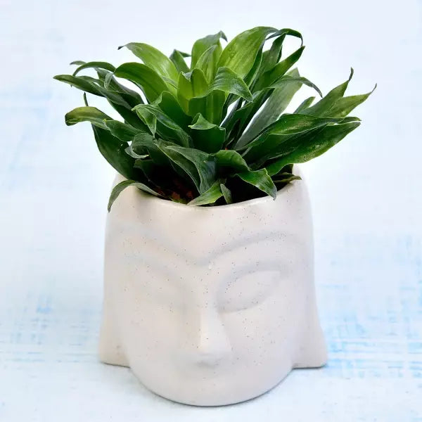 Dracaena Compacta Dwarf Plant