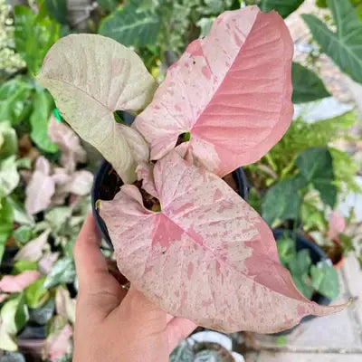 Syngonium 'Pink Spot' - Rare